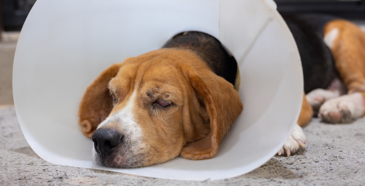 Beagle wearing an e-collar lying on a rug during post-surgical recovery, ideal candidate for canine massage therapy